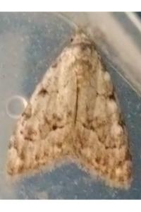 <i>Nola confusalis</i>