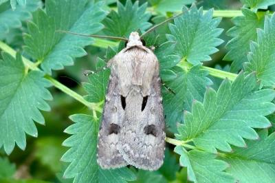 <i>Agrotis exclamationis exclamationis</i>