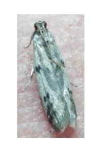 <i>Phycitodes binaevella</i>