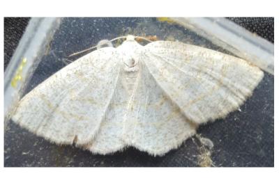 <i>Cabera exanthemata</i>