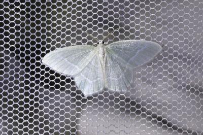 <i>Jodis lactearia</i>