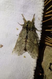 <i>Peridea anceps</i>
