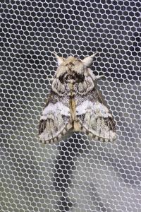 <i>Drymonia dodonaea</i>