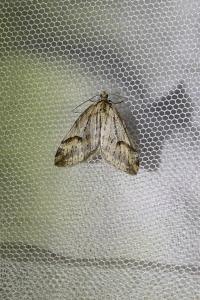 <i>Chesias rufata rufata</i>