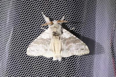 <i>Calliteara pudibunda</i>