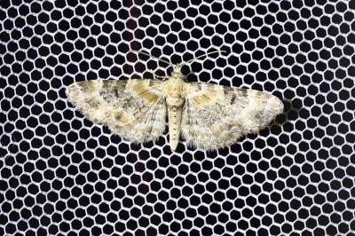 <i>Eupithecia pulchellata</i>