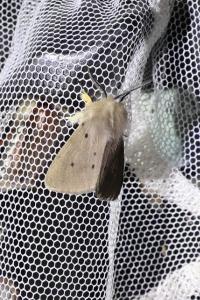 <i>Diaphora mendica</i>