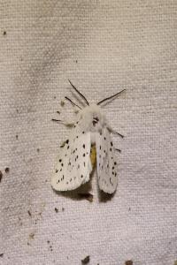 <i>Spilosoma lubricipeda</i>