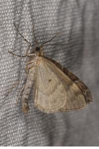 <i>Thera obeliscata</i>