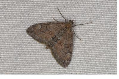 <i>Thera obeliscata</i>