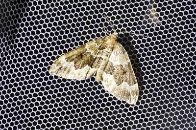 <i>Lampropteryx suffumata</i>