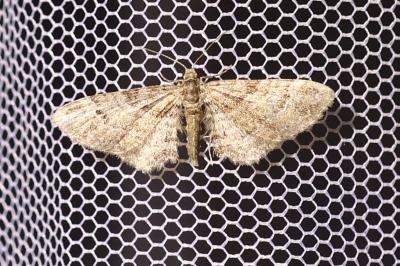 <i>Gymnoscelis rufifasciata</i>