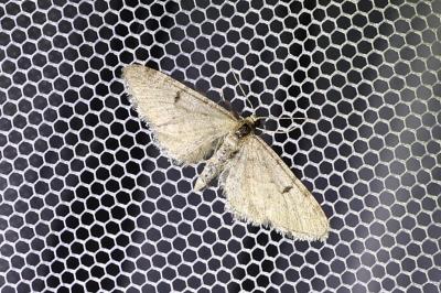 <i>Eupithecia virgaureata</i>