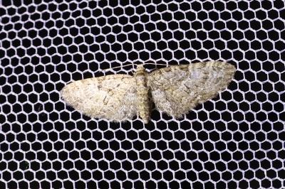 <i>Eupithecia abbreviata</i>