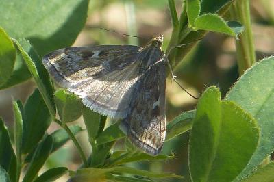 <i>Loxostege sticticalis</i>