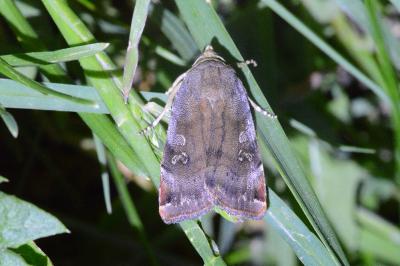 Noctua janthina