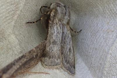 <i>Agrotis cinerea</i>