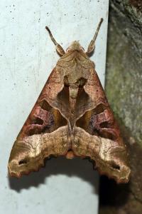 <i>Phlogophora meticulosa</i>