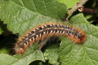 <i>Lasiocampa quercus quercus</i>