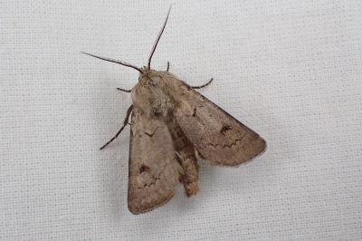 <i>Agrotis turatii</i>