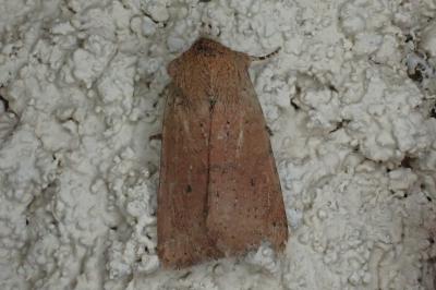 <i>Spudaea ruticilla</i>