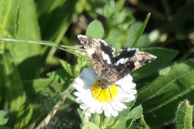 <i>Tyta luctuosa</i>