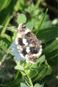 <i>Tyta luctuosa</i>