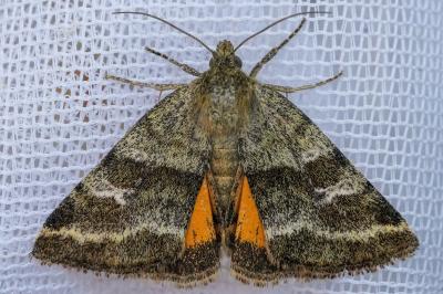 <i>Synthymia fixa</i>