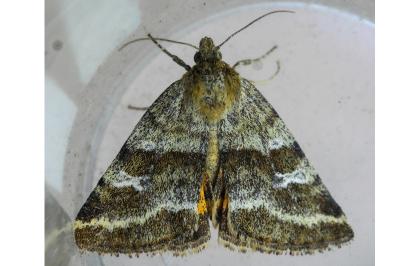 <i>Synthymia fixa</i>
