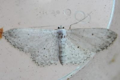 <i>Idaea seriata</i>