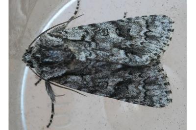 <i>Acronicta auricoma</i>