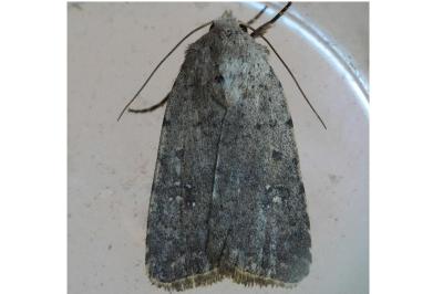 <i>Caradrina flavirena/noctivaga</i>