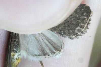 <i>Caradrina flavirena/noctivaga</i>