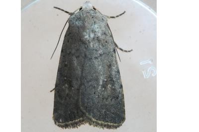 <i>Caradrina flavirena/noctivaga</i>