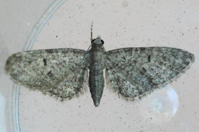 <i>Eupithecia massiliata</i>