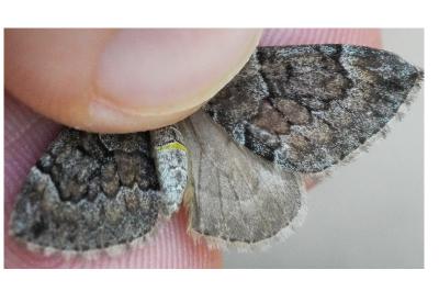 <i>Thera britannica/variata</i>