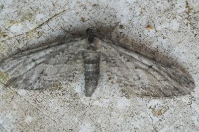 <i>Eupithecia unedonata</i>