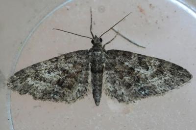 <i>Eupithecia cocciferata</i>