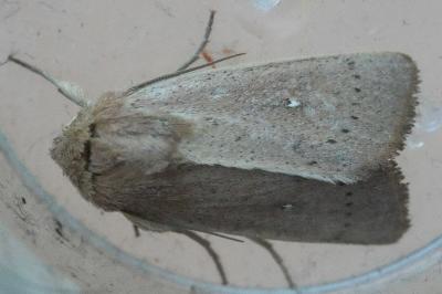 <i>Mythimna sicula</i>