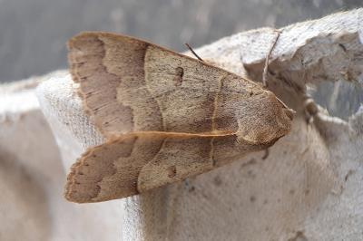 <i>Minucia lunaris</i>