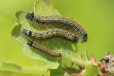 <i>Malacosoma neustria</i>