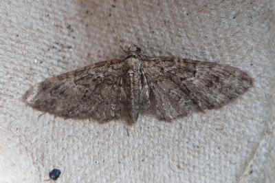 <i>Eupithecia abbreviata</i>