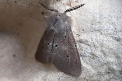 <i>Diaphora mendica</i>