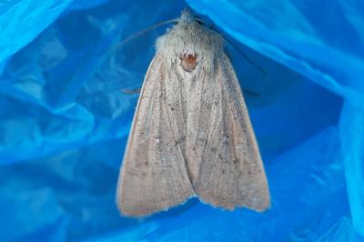 <i>Mythimna sicula</i>