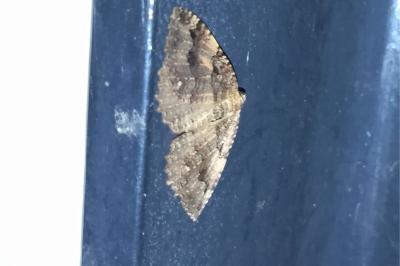 <i>Triphosa dubitata</i>