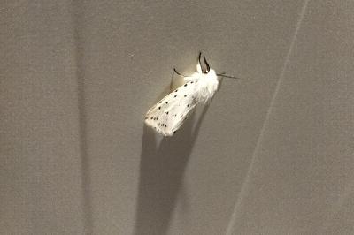 <i>Spilosoma lubricipeda</i>