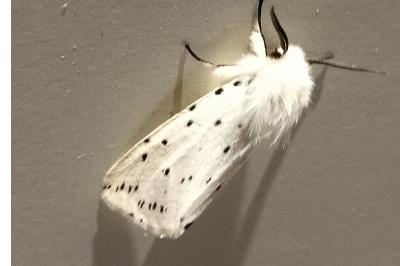 <i>Spilosoma lubricipeda</i>