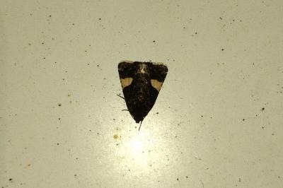<i>Tyta luctuosa</i>
