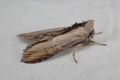 <i>Cucullia lychnitis</i>