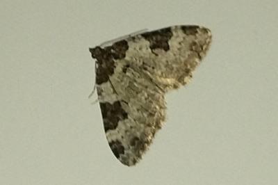 <i>Xanthorhoe fluctuata</i>